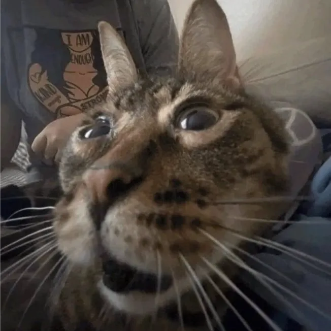 nexpid's avatar
